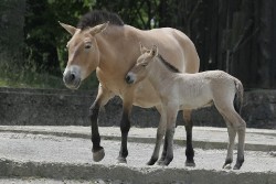 cavallo Przewalski